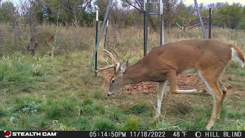 image:imageStealth CAM Browtine 18MP Photo amp 480P Video at 30FPS 08 Sec Trigger Speed 80Ft Detection amp IR Range Wireless Hunting Trail Camera Supports SD Cards Up to 32GBOne Size