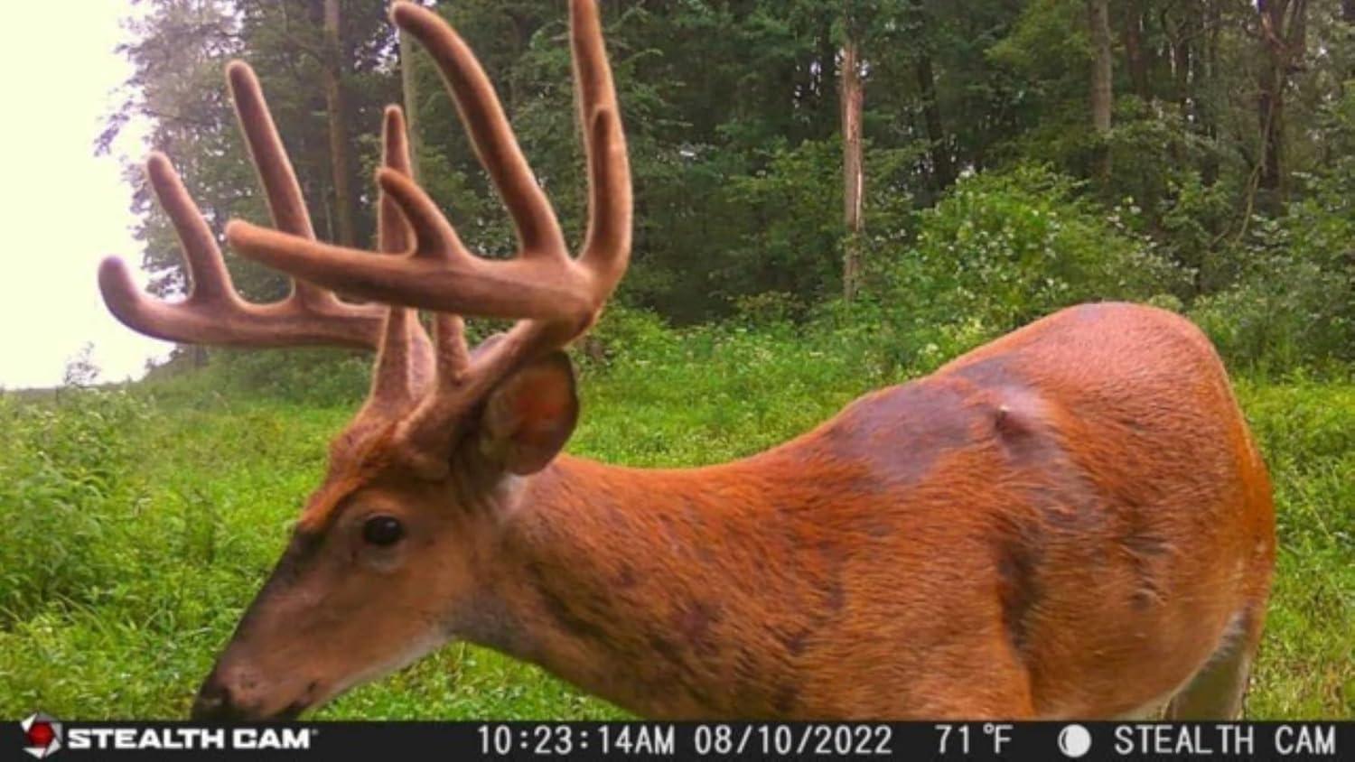 image:imageStealth CAM Fusion XPro Dual Sim 36 MP Photo amp 720P HD Video 04 Sec Trigger Speed Wireless Hunting Trail Camera Available on ATampT amp Verizon1 Count