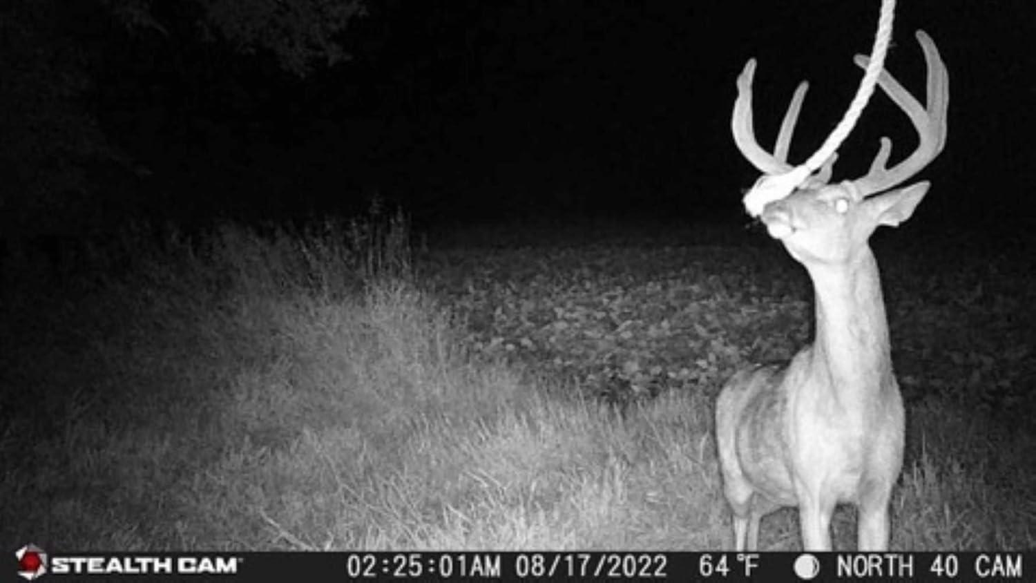 image:imageStealth CAM GMAX32 NO GLO Vision 32MP Photo amp 1080P Video at 30FPS 42940nm LEDs 04 Sec Trigger Speed 100Ft Detection amp IR Range Hunting Trail CameraGMAX32 NO GLO Vision