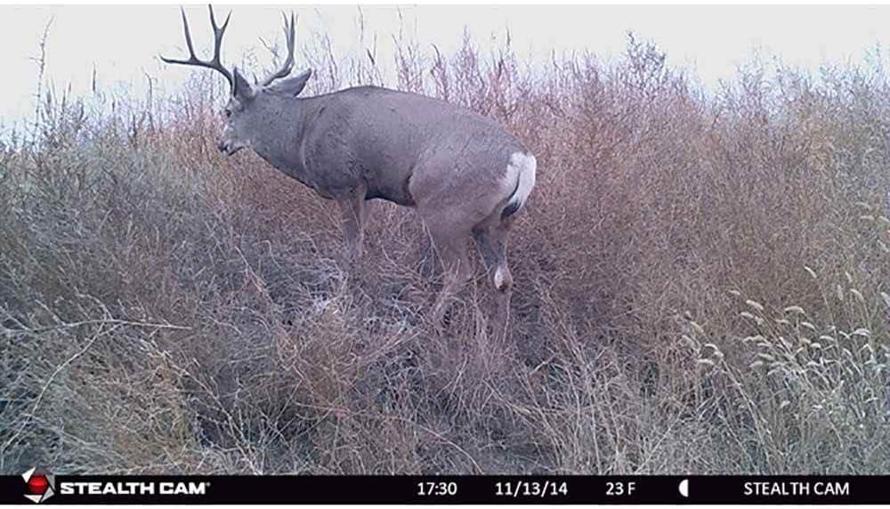 image:imageStealth Cam 8MP 30IR Game Camera