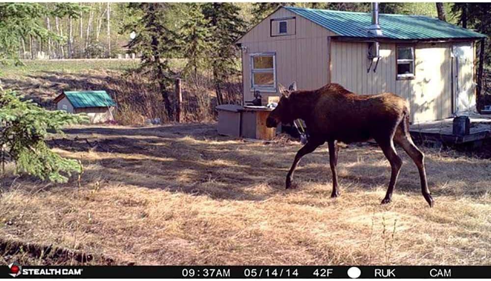 image:imageStealth Cam 8MP 30IR Game Camera