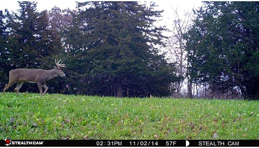 image:imageStealth Cam 8MP 30IR Game Camera