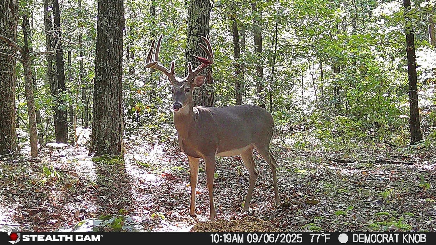 image:imageStealth Cam Deceptor MAX Dual Sim 40MP Photo amp 1440P QHD Video NoGlo LED Hunting Cellular Trail Camera Available on ATampT amp Verizon 2 Pack2 Pack