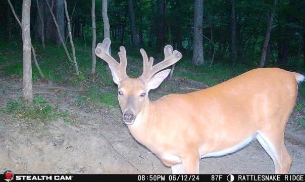 image:imageStealth Cam Flashback 40MP 04 Sec Trigger Speed True Color Nighttime Photos White Xenon Flash AppControlled Hunting Cellular Trail Camera Available on Verizon amp ATampT