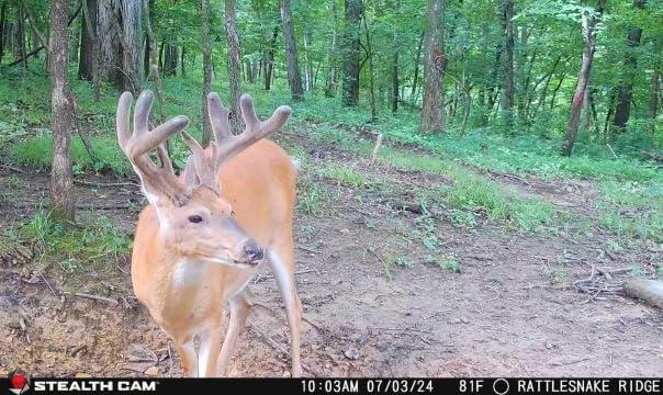 image:imageStealth Cam Flashback 40MP 04 Sec Trigger Speed True Color Nighttime Photos White Xenon Flash AppControlled Hunting Cellular Trail Camera Available on Verizon amp ATampT