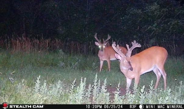 image:imageStealth Cam Flashback 40MP 04 Sec Trigger Speed True Color Nighttime Photos White Xenon Flash AppControlled Hunting Cellular Trail Camera Available on Verizon amp ATampT