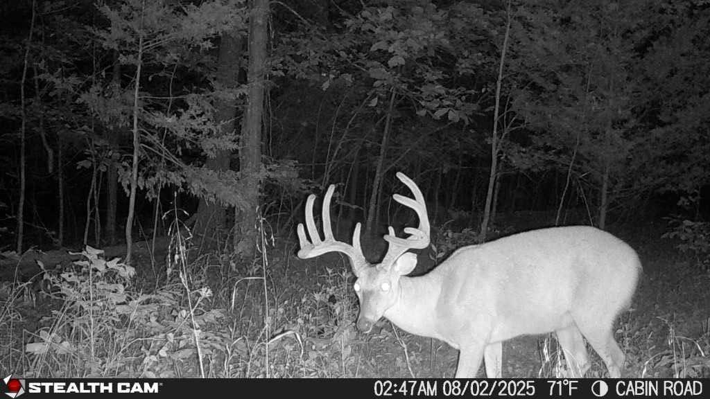 image:imageStealth Cam Fusion MAX Dual Sim 36MP Photo amp 1080P HD Video 035 Sec Trigger Speed AppControl Hunting Cellular Trail Camera Available on ATampT amp Verizon 2 Pack2 Pack
