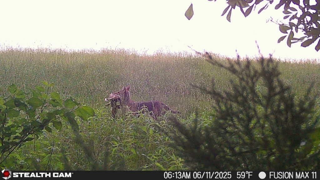 image:imageStealth Cam Fusion MAX Dual Sim 36MP Photo amp 1080P HD Video 035 Sec Trigger Speed AppControl Hunting Cellular Trail Camera Available on ATampT amp Verizon 2 Pack2 Pack