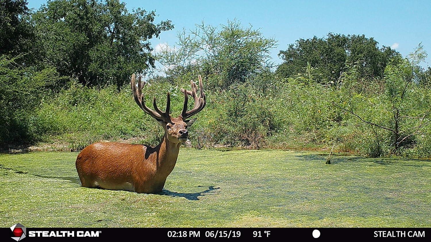 image:imageStealth Cam G45NGX 22MP HD1080 Game Camera 45 No Glo Emitters Low Light Sensitivity Blur Reduction Sub 1 Second Trigger Multi Zone Detection