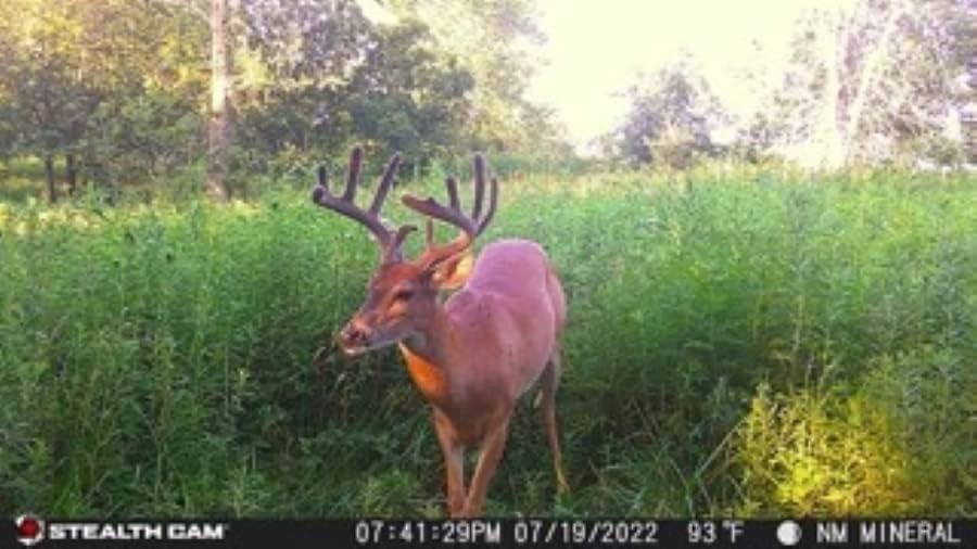 image:imageStealth Cam Prowler Trail Camera 16MP Combo Pack