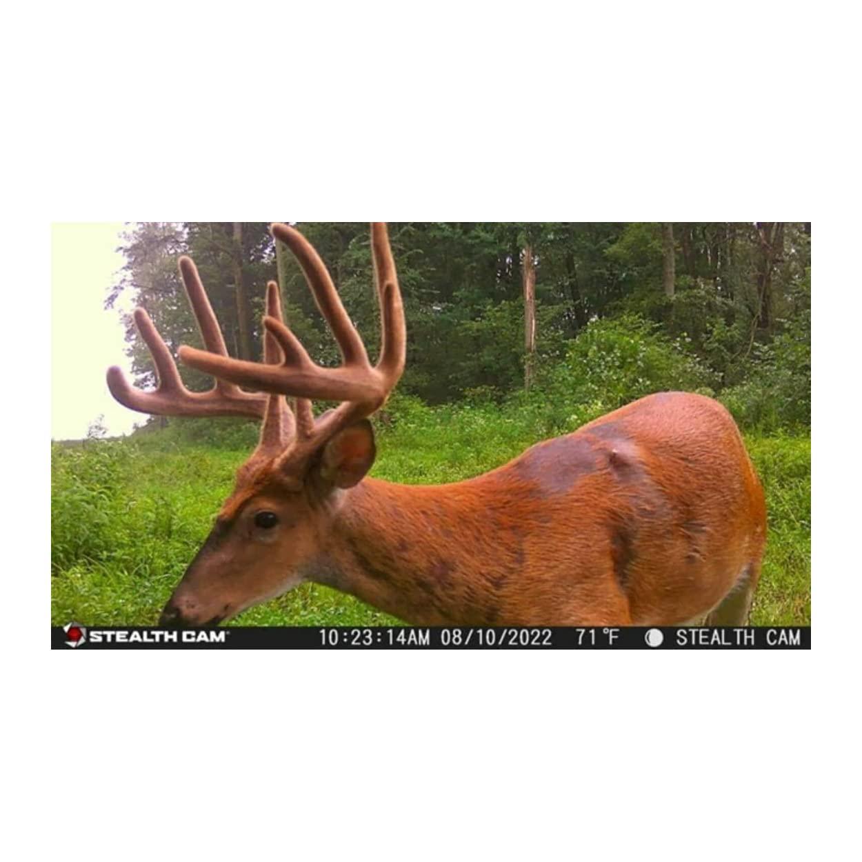 image:imageStealth Cam outdoor Cam 1080p G42NG No Glo Trail and Wildlife Camera Day or night proven reliability Designed and Engineered in the USA
